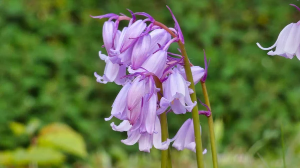 Harangláb Hyacinthoides Szelektív Fókuszfelvétele — Stock Fotó