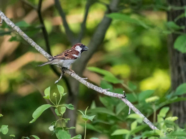 Plan Sélectif Oiseau Perché Sur Une Branche Dans Une Forêt — Photo