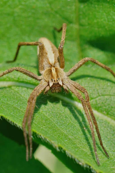 Знімок Розплідника Павука Пісаура Мірабіліс — стокове фото