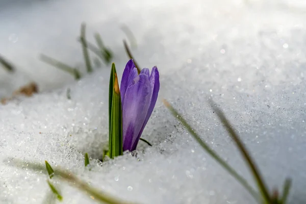 Primer Plano Capullo Flor Azafrán Que Emerge Campo Cubierto Nieve —  Fotos de Stock