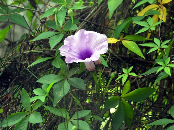 Gros Plan Une Fleur Vigne Grimpante Vivace — Photo