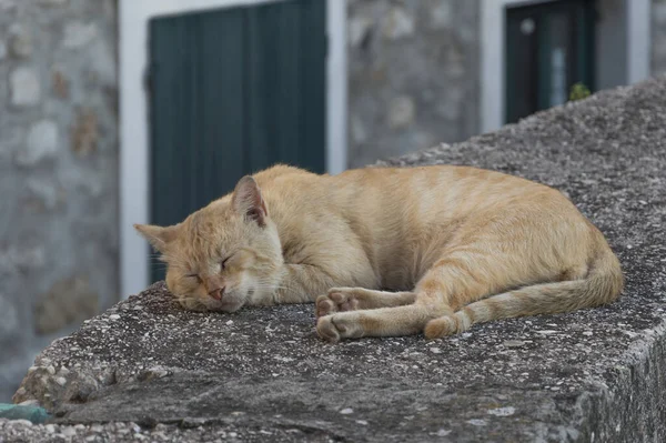 Plano Superficial Gato Jengibre Durmiendo Aire Libre — Foto de Stock