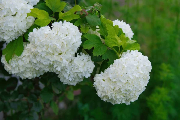 Piękny Widok Białego Hortensji Ogrodzie Zielonym Tle — Zdjęcie stockowe