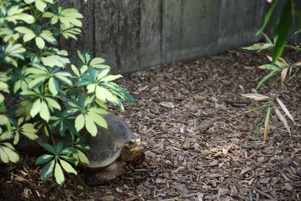 Uma Tartaruga Escondida Sob Planta Duende Havaiana Parque — Fotografia de Stock