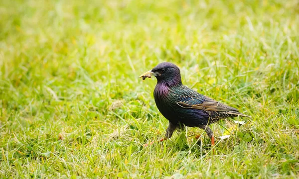 Gros Plan Oiseau Étourneau Dans Champ Avec Herbe Verte Fraîche — Photo