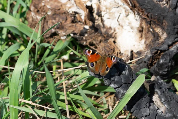 Zbliżenie Ujęcia Pawia Oko Motyl Spalonym Starym Drzewie Trawie — Zdjęcie stockowe