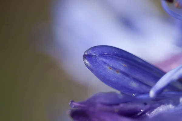 Közelkép Egy Kék Agapanthus Virág Szirmairól Homályos Háttérrel — Stock Fotó
