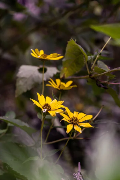 Hermoso Ojo Oro Llamativo Heliomeris Multiflora Flores — Foto de Stock