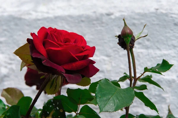 花园里有一朵美丽的红玫瑰 — 图库照片
