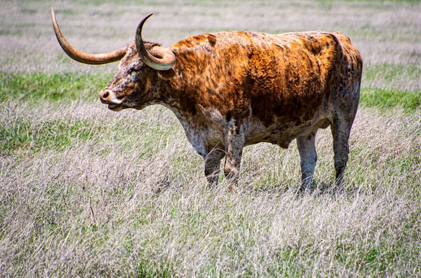 Toro Cuerno Largo Marrón Texas Pastando Principios Primavera — Foto de Stock