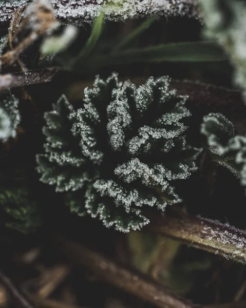 Κοντινό Πλάνο Παγετού Που Καλύπτει Ένα Πράσινο Φυτό — Φωτογραφία Αρχείου