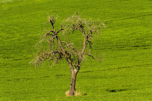 Detailní Záběr Holého Stromu Zeleném Poli — Stock fotografie
