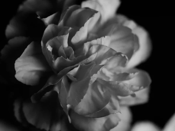 Monochromatyczne Zbliżenie Begonii Kształcie Róży Pięknymi Miękkimi Płatkami Ciemnym Tle — Zdjęcie stockowe
