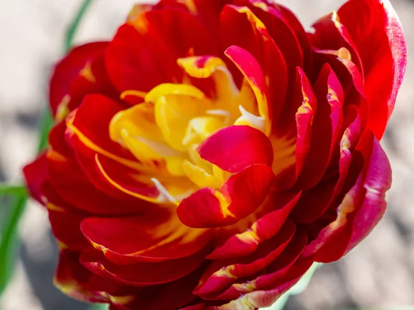 Gros Plan Tête Une Belle Tulipe Rouge Jaune Fleurie — Photo