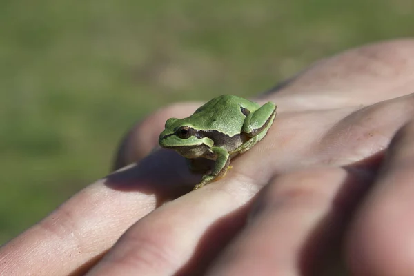 Nahaufnahme Eines Froschs Auf Der Hand — Stockfoto