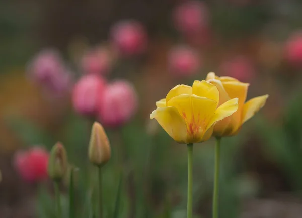 Eine Selektive Fokusaufnahme Bunter Tulpen Die Garten Wachsen — Stockfoto