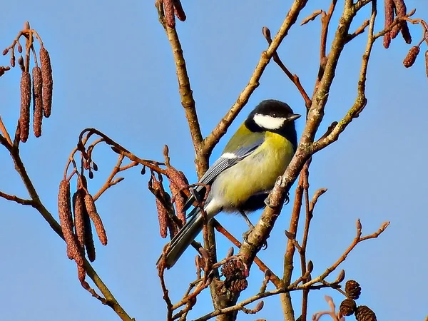 Eine Nahaufnahme Eines Parus Großvogels Der Bei Tageslicht Auf Einem — Stockfoto