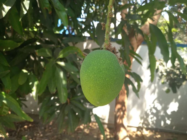 Closeup Shot Fresh Yet Green Mango Branch Tree — Stock Photo, Image