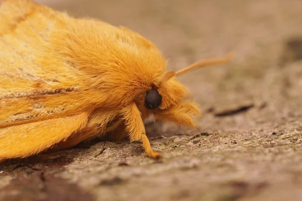 Gros Plan Teigne Buveuse Euthrix Potatoria — Photo