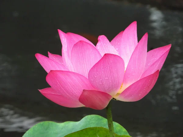 Крупный План Красивого Розового Цветка Лотоса — стоковое фото