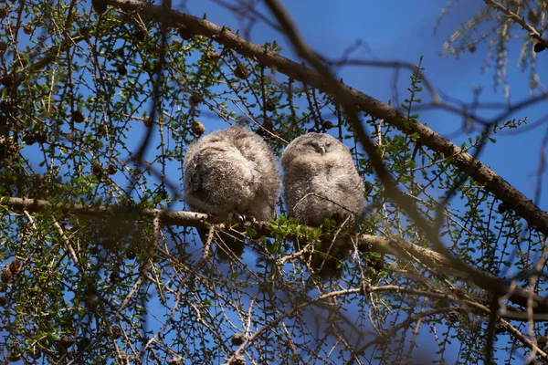 Closeup Shot Owls Perched Tree Branch — Stock Photo, Image