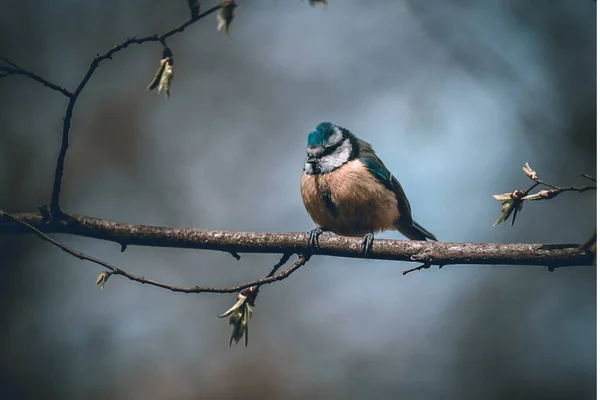 Een Dichtbij Shot Van Een Mus Een Tak Van Een — Stockfoto