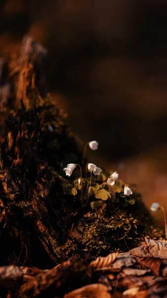 Vertical Shot Golden Forest Delicate White Flowers Blooming Blurred Background — Φωτογραφία Αρχείου