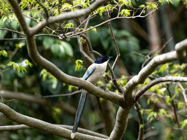 Une Pie Ailée Azur Perchée Sur Des Branches Arbre — Photo