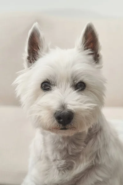 Een Verticaal Schot Van Een West Highland White Terrier Met — Stockfoto