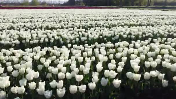 Hermosos Tulipanes Creciendo Jardín Primavera Día Soleado — Vídeos de Stock