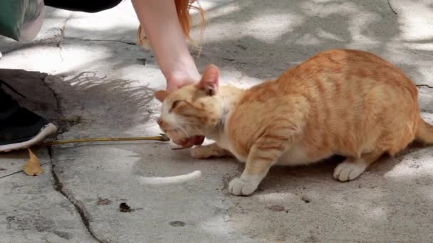 Woman Gently Rubbing Lovely Brown Cat — Stockvideo