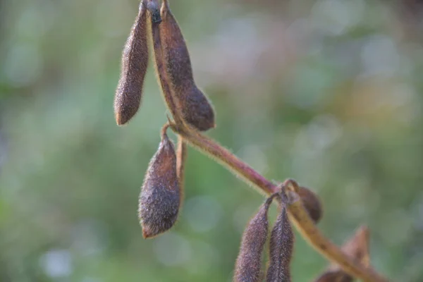 Primo Piano Baccelli Soia Montagna Rossa Nel Giardino — Foto Stock