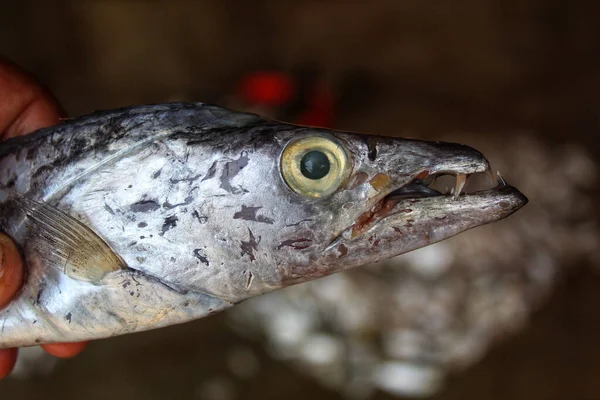 Closeup Shot Hake Fish Head — Stock Photo, Image