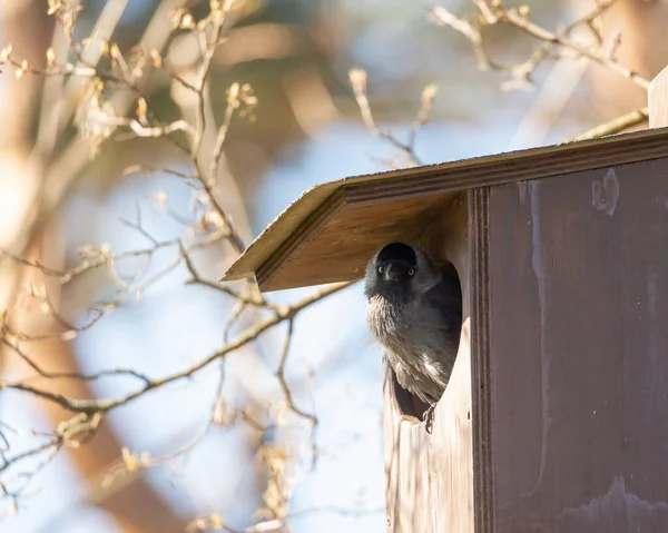Nahaufnahme Einer Dohle Auf Einem Vogelhaus — Stockfoto