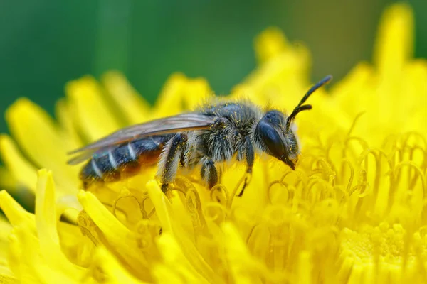 Egy Vörös Hasú Bányász Méhecske Közelsége Amint Beporozza Sárga Pitypangot — Stock Fotó