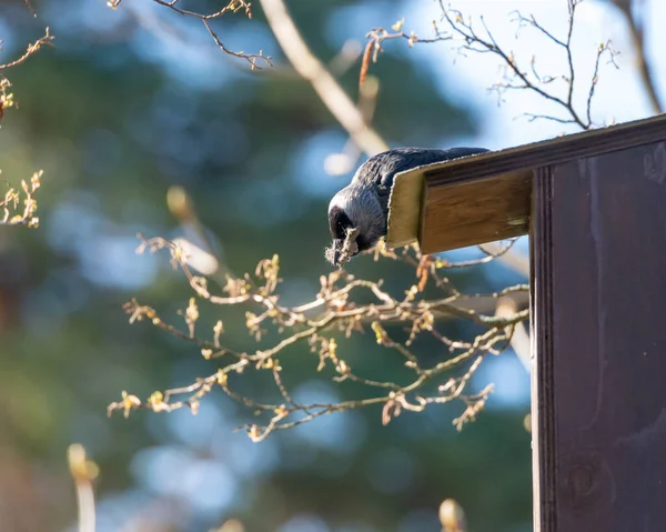 Closeup Shot Jackdaw Perched Birdhouse — Stock Photo, Image