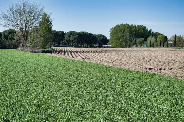 背景に樹木が茂る農地 — ストック写真