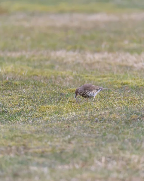 Eine Vertikale Aufnahme Einer Amsel Die Auf Grünem Gras Hockt — Stockfoto