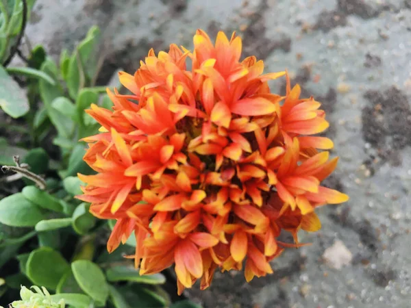 開花するオレンジ色の花のトップビュー — ストック写真