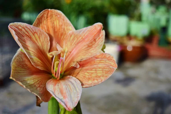 Close Uma Flor Amaryllis Florescendo Jardim Telhado Ilhas Maltesas Malta — Fotografia de Stock