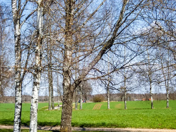 Ein Grüner Park Mit Kahlen Bäumen — Stockfoto