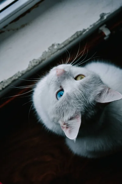 Una Toma Vertical Gato Blanco Ojos Impares Británico Mirando Hacia — Foto de Stock