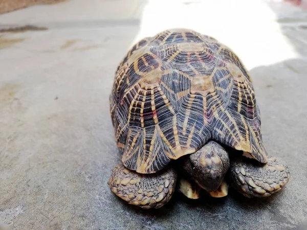 Крупный План Черепахи Снаружи Солнечным Светом Позади — стоковое фото