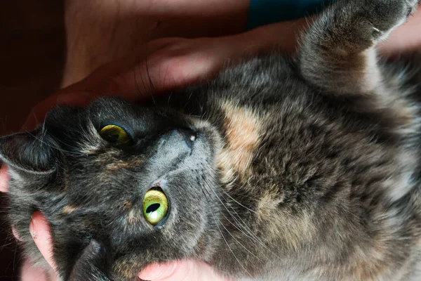 Gatinho Preto Uma Mão Humana — Fotografia de Stock