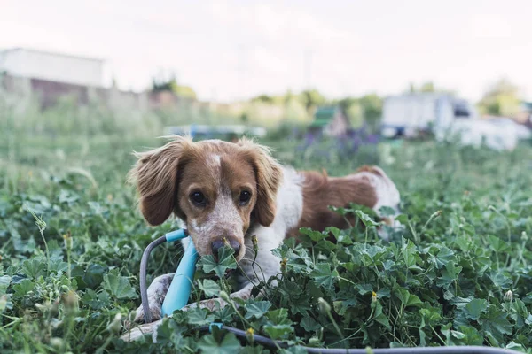 Söt Bretagne Spaniel Hund Som Ligger Gräset — Stockfoto