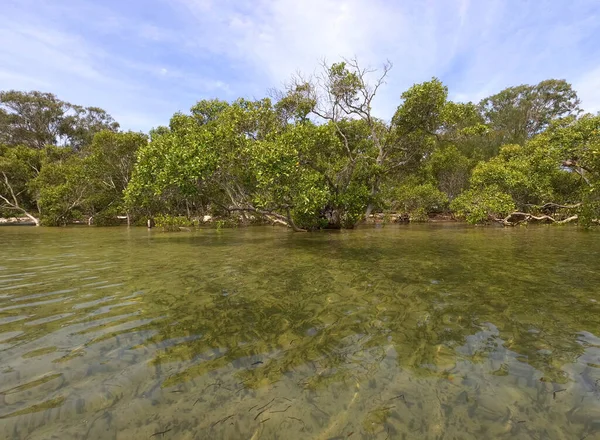 Kilátás Partvonal Mangroves Egy Kajakozás Kirándulás Bribie Island Queensland Ausztrália — Stock Fotó