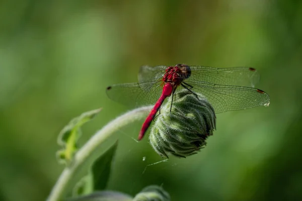 Yeşil Tomurcuğun Üzerinde Duran Kırmızı Bir Yusufçuğun Seçici Odak Noktası — Stok fotoğraf