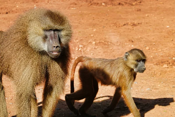 Tiro Dois Macacos — Fotografia de Stock