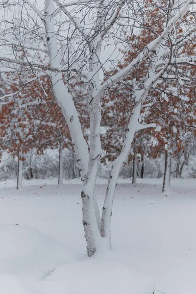 Tiro Vertical Árvores Secas Cobertas Neve Floresta — Fotografia de Stock