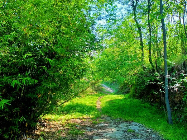 Beautiful View Path Surrounded Fresh Green Trees — Stock Photo, Image